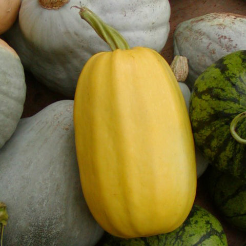 Semence de "Courge Spaghetti" - Bio - Écoumène