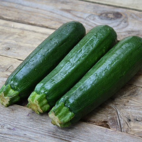 Semence "Courgette Dark Green" - Bio - Écoumène