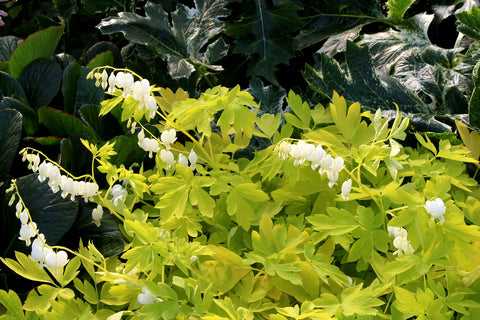 Dicentra White Gold
