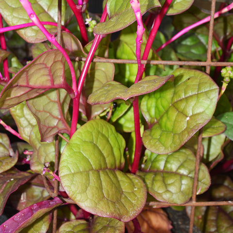 Semence Épinard de Malabar Bio