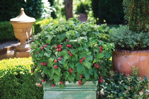 Framboisier "Raspberry Shortcake"