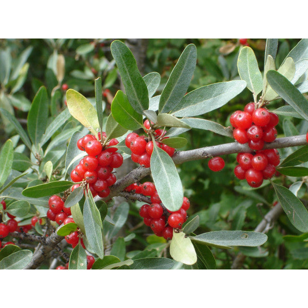 Gadelier "Cherry Red"