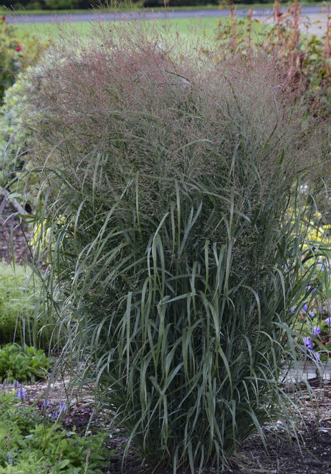 Panicum "Apache Rose"