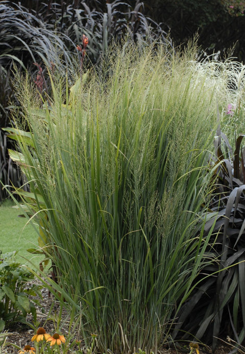 Panicum "Northwind"