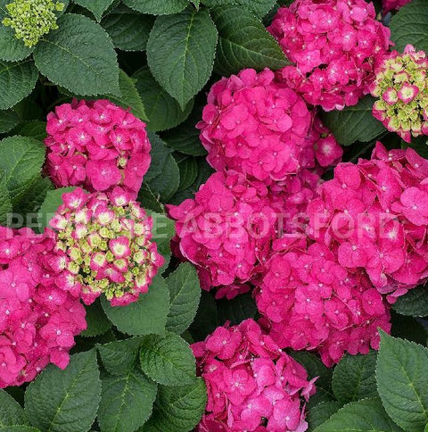 Hydrangée "Summer crush"
