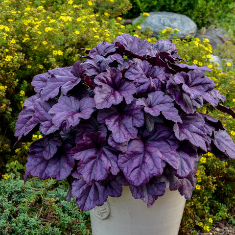 Heuchère "Wildberry"