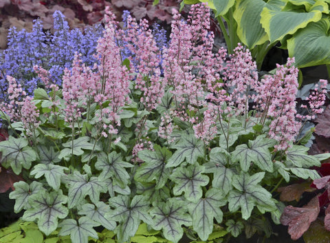 Heucherella "Pink Fizz"