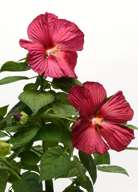 Hibiscus "Luna Red"