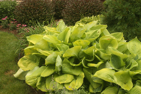 Hosta "Sum and Substance"