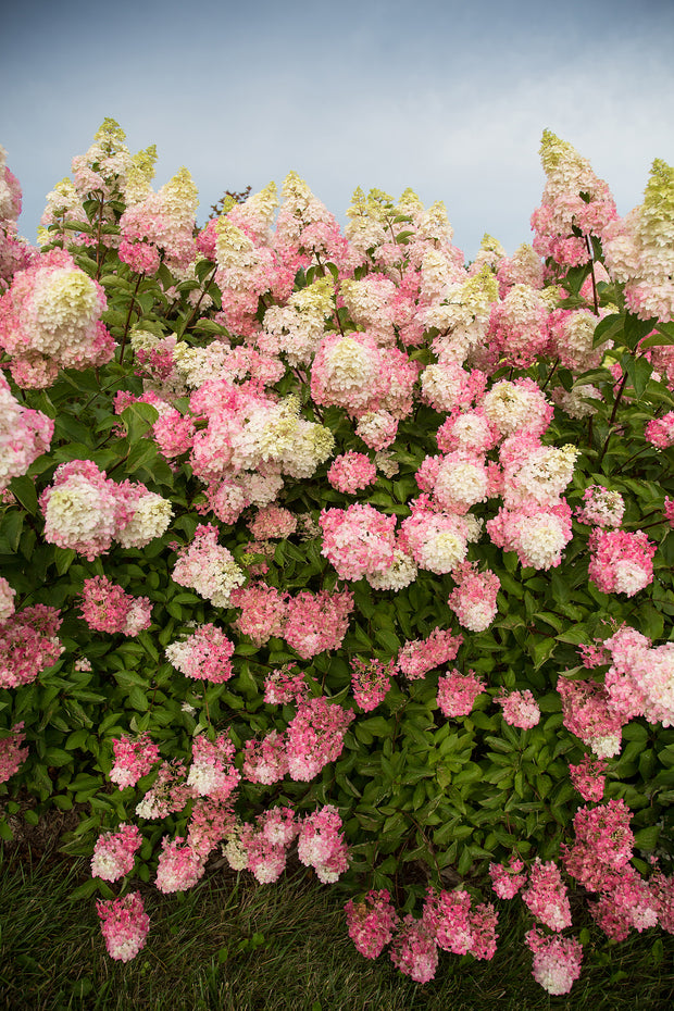 Hydrangée "Berry white"