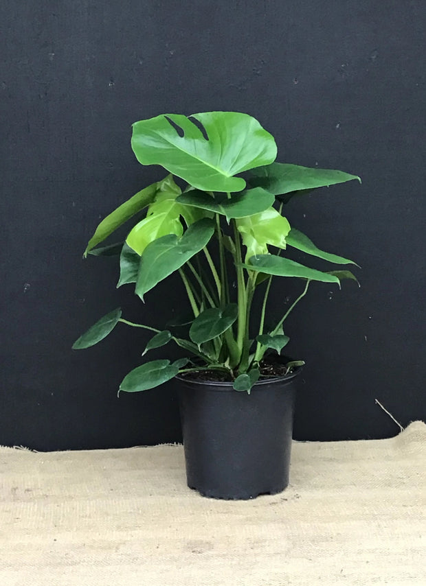 Plante d'intérieur "Philodendron Monstera"