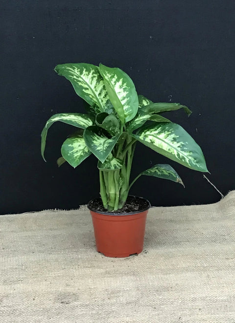 Plante d'intérieur "Dieffenbachia Tropic snow"