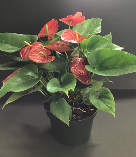 Plante d'intérieur "Anthurium"