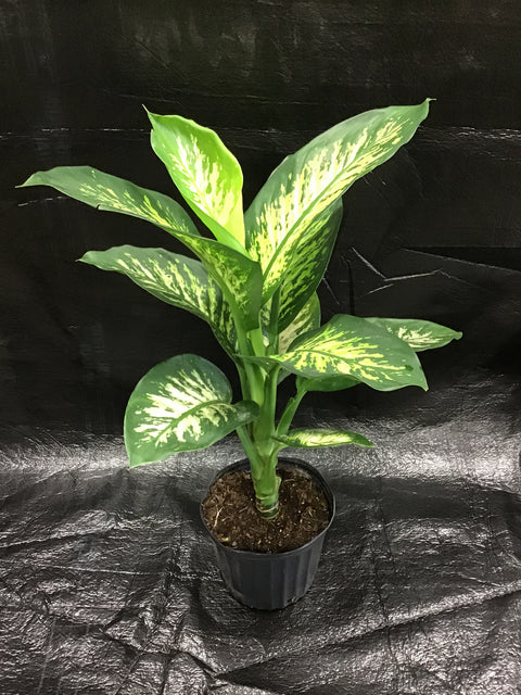 Plante d'intérieur "Dieffenbachia Tropic snow"