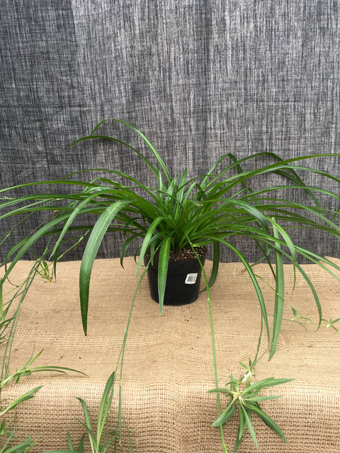 Plante d'intérieur "Chlorophytum"