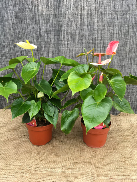 Plante d'intérieur "Anthurium"