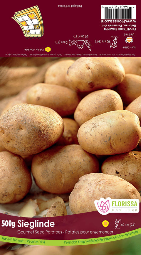 Semence "Pomme de terre Sieglinde"