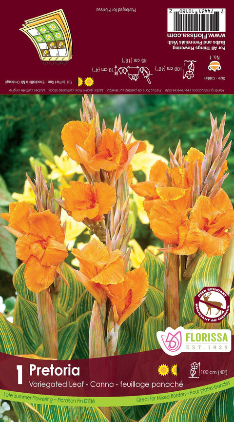 Bulbe de "Canna Pretoria orange"