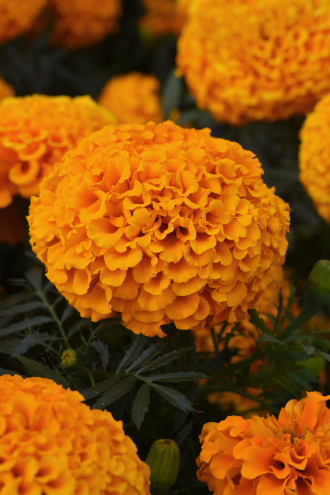 Marigold Marvel orange