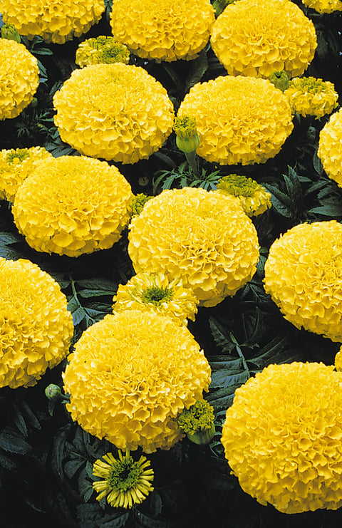 Marigold Marvel jaune