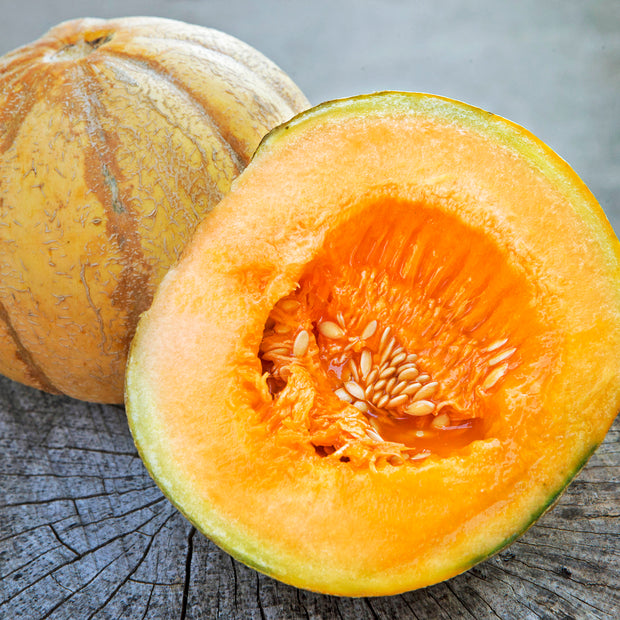 Semence "Melon brode d'Oka" - Bio - Écoumène