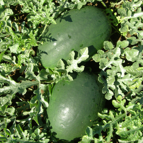 Semence "Melon d'eau sweet sibérian" - Bio - Écoumène