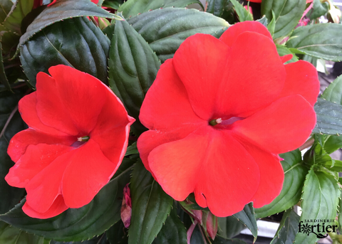 Impatiens Nouvelle-Guinée divine rouge