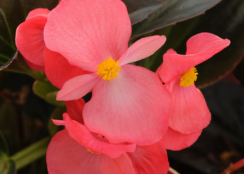 Bégonia big rose feuillage bronzé