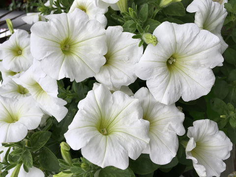 Potunia blanc