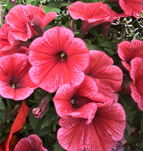 Potunia corail