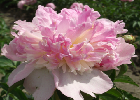 Pivoine "Raspberry Sundae"