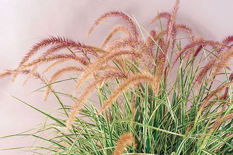 Pennisetum Skyrocket / + FORT