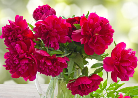 Pivoine "Karl Rosenfeld"