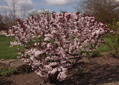 Prunus "Cistena"