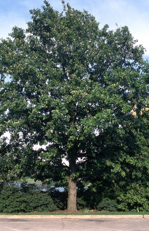 Chêne à gros fruits "Macrocarpa"