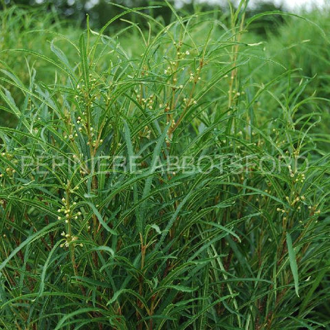Rhamnus "Straight line"