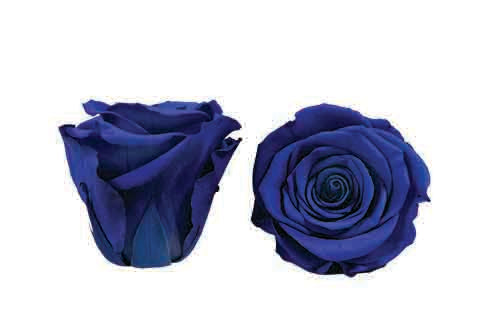 Rose éternelle bleue