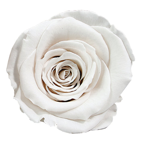Rose éternelle blanche