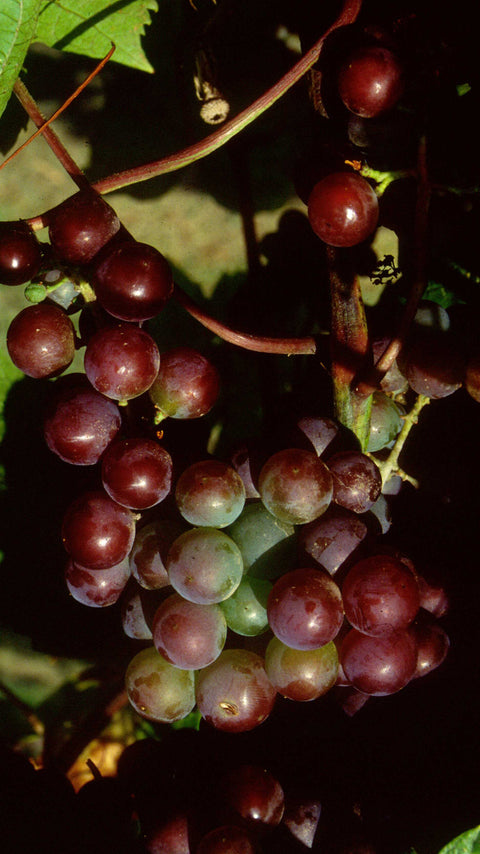 Vigne à raisin "Somerset rouge"