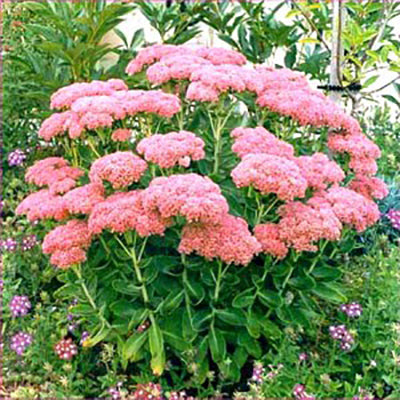 Sédum spectabilis "Autumn Joy"