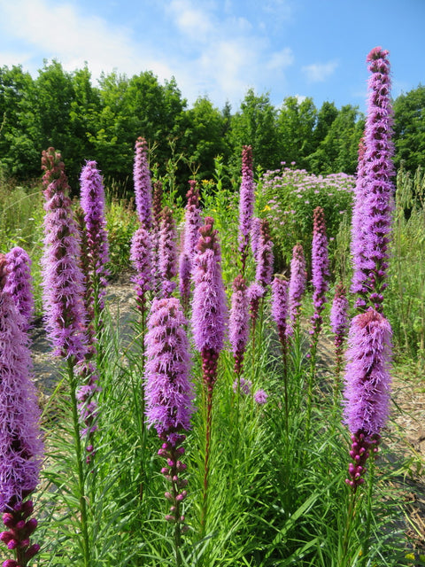 Semence de "Liatris à épis"