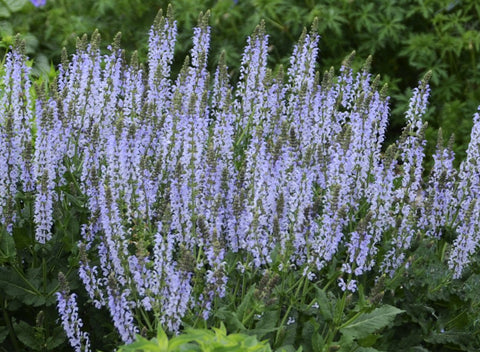 Salvia "Crystal Blue"