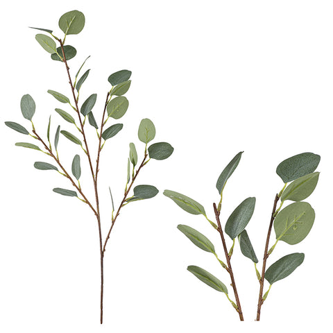 Tige d'eucalyptus verte