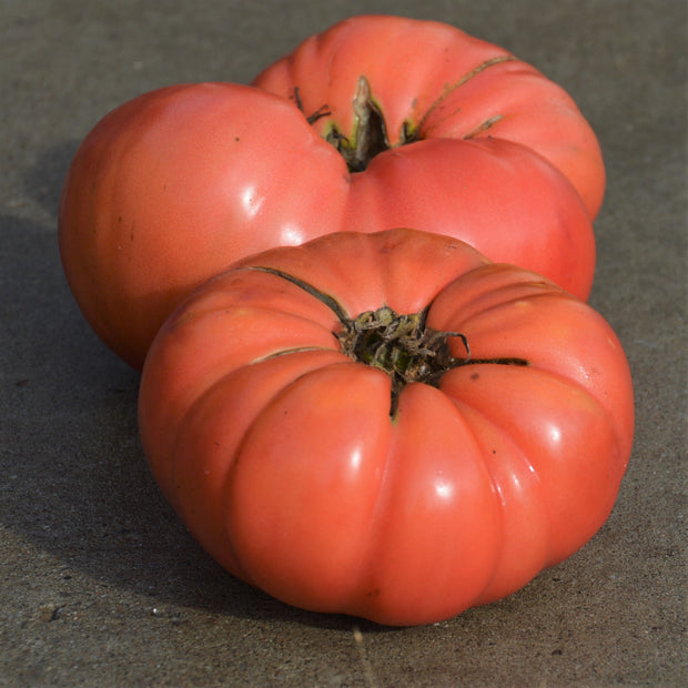 Semence "Tomate Dester" - Bio - Écoumène