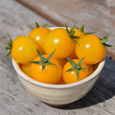 Semence "Tomate cerise gold Nugget" - Bio - Écoumène