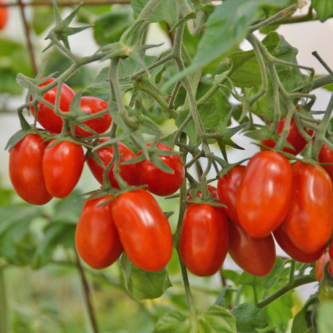Semence "Tomate raisin Red Pearl" - Bio - Écoumène