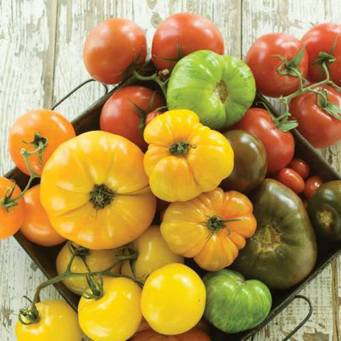 Semence "Tomates en mélange gros fruits" - Bio - Écoumène