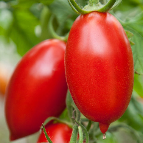 Semence "Tomate italienne Amish" - Bio - Écoumène