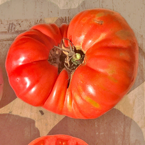 Semence "Tomate Mémé de Beauce" - Bio - Écoumène