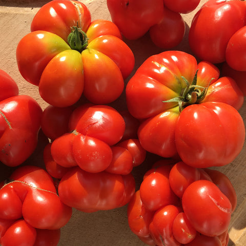 Semence de "Tomate Voyageuse" - Bio - Écoumène